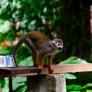 Punta Cana,République Dominicaine,Monkey Land,Singe écureuil,Excursions Punta Cana
