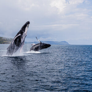 baleines & cayo levantado