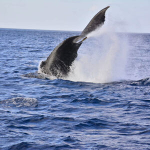 baleines à bosse & cayo levantado