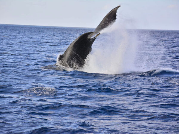 baleines à bosse & cayo levantado