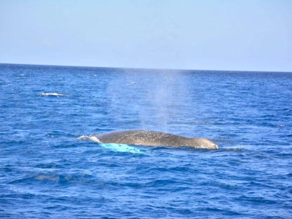 baleines à bosse & cayo levantado