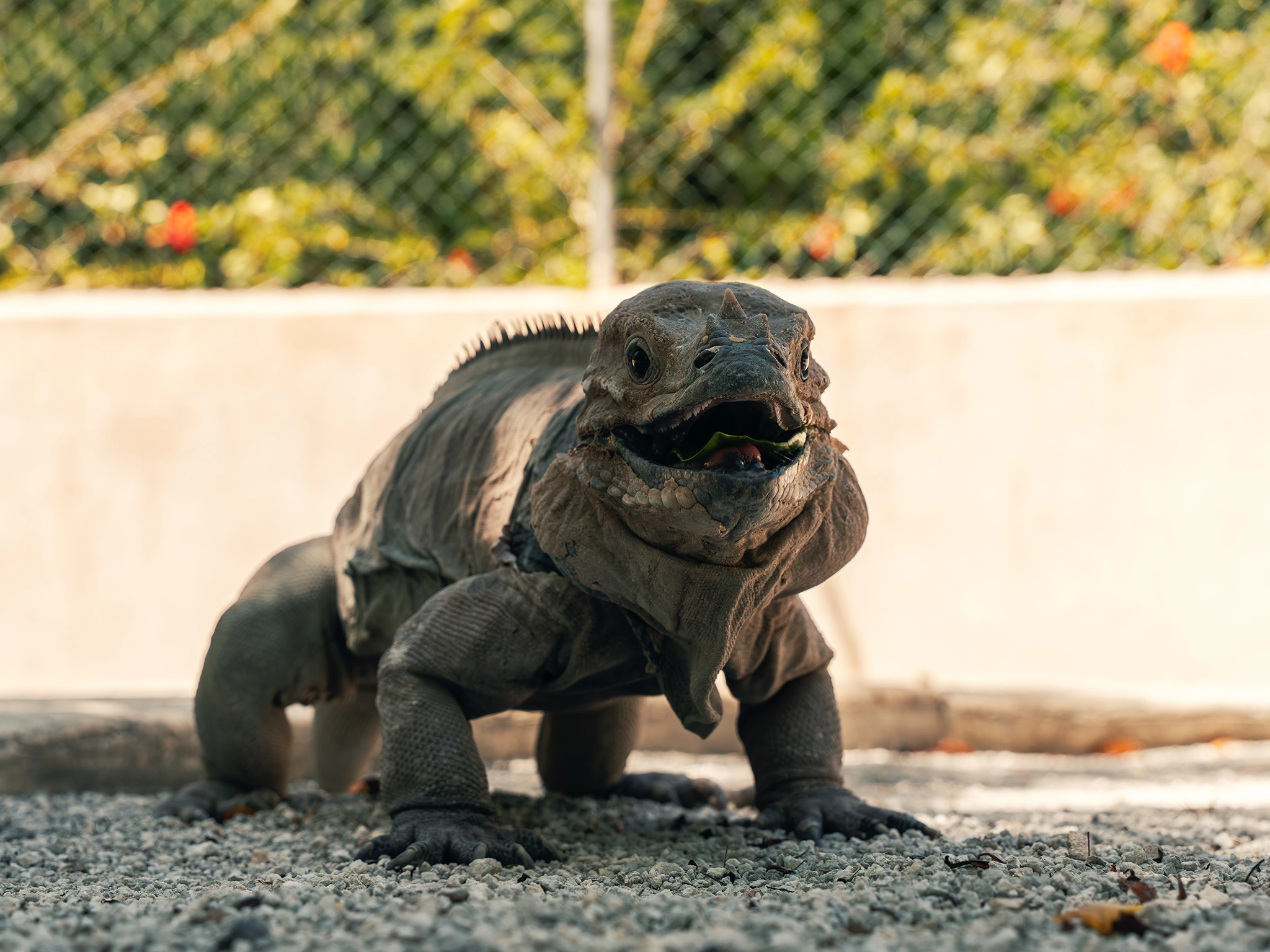 los ojos eco journey