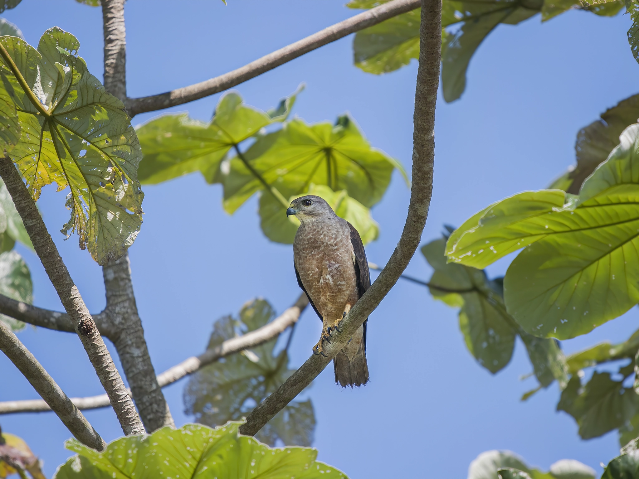 los ojos eco journey